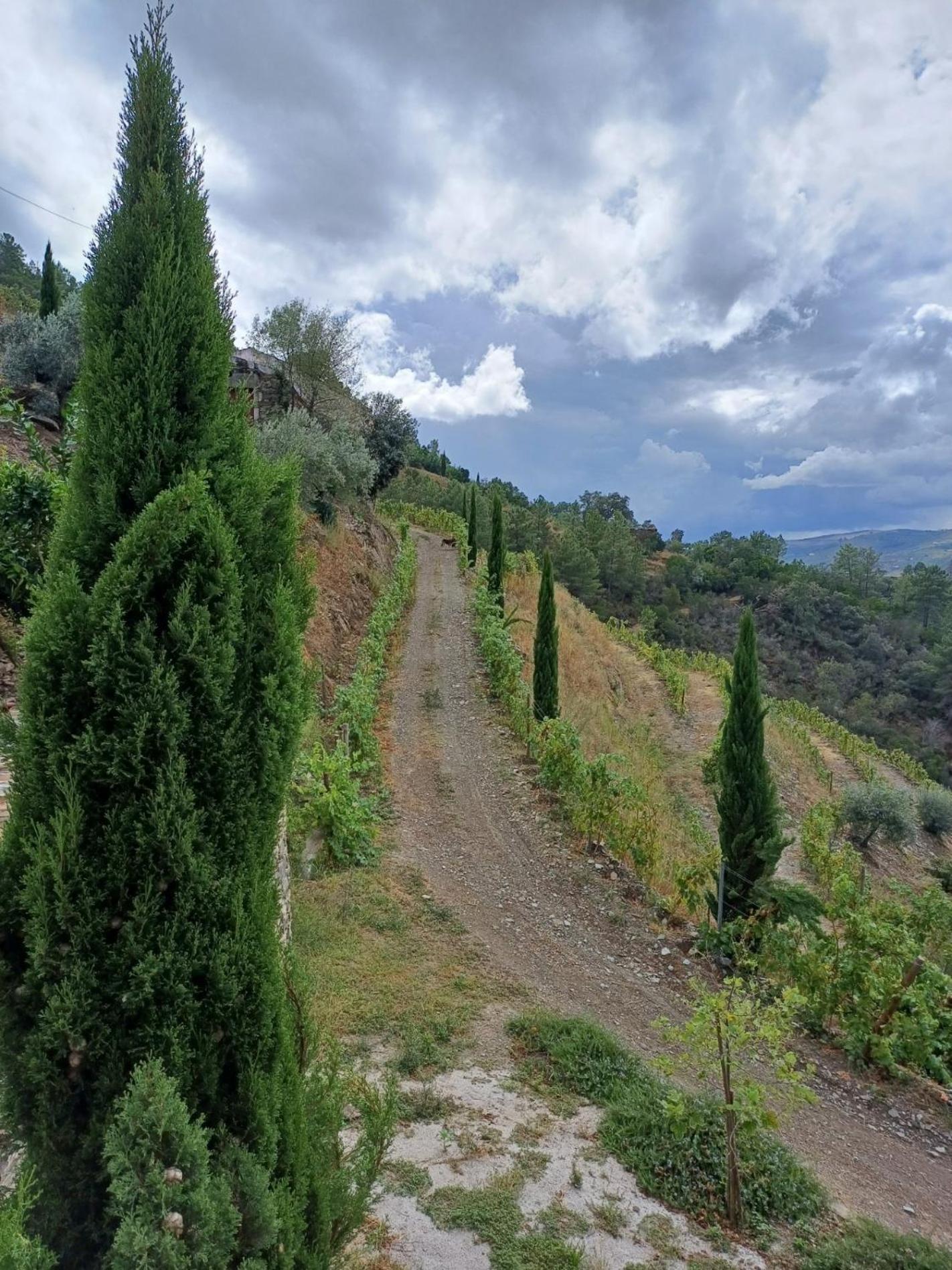 Country House Quinta Da Salgueira Alijó Dış mekan fotoğraf